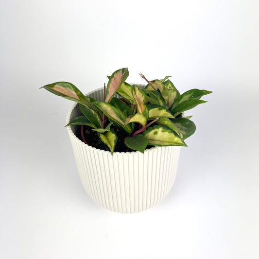 Hoya Carnosa Tricolor 12cm Houseplant