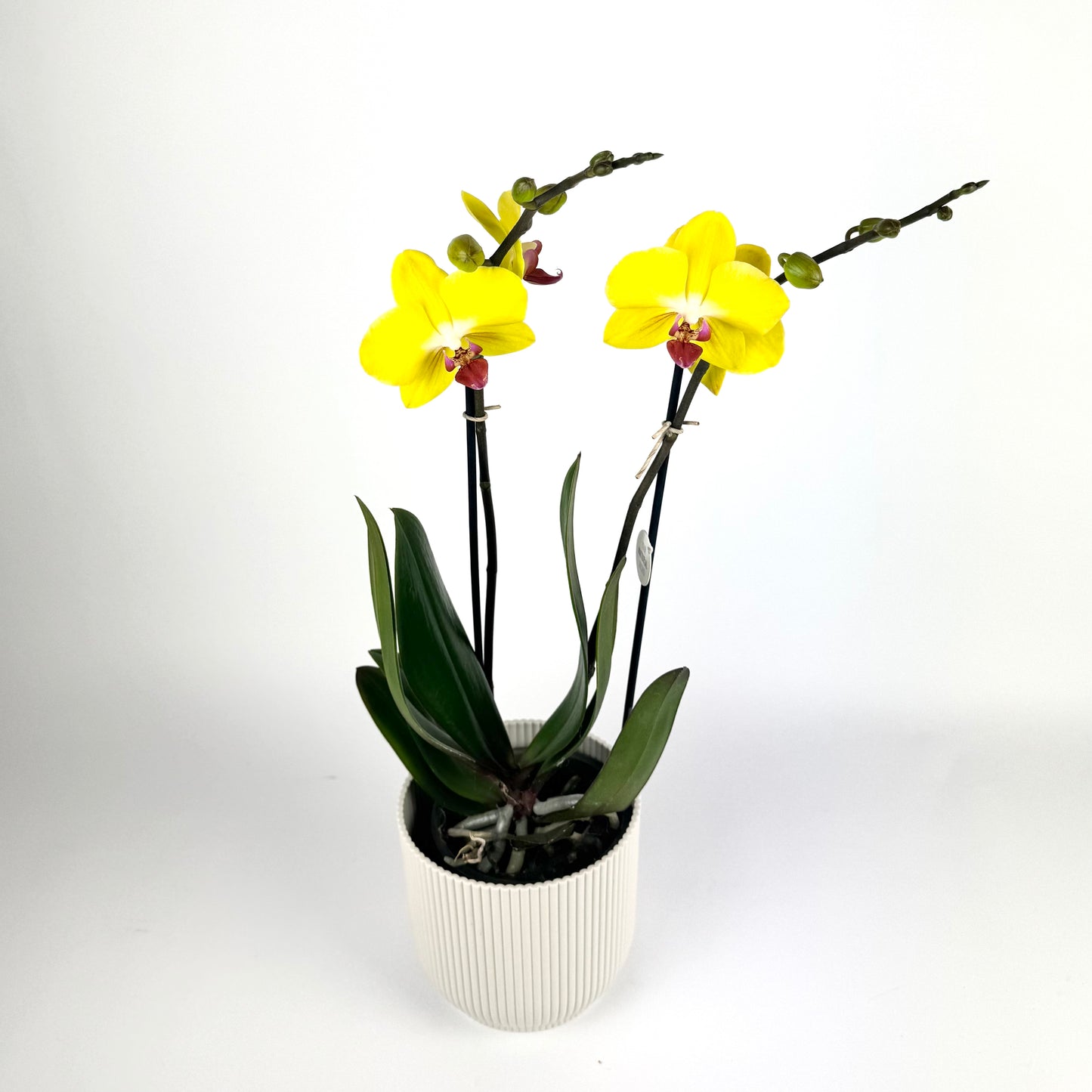 Mother's Day Phalanopsis Orchid 12cm Houseplant