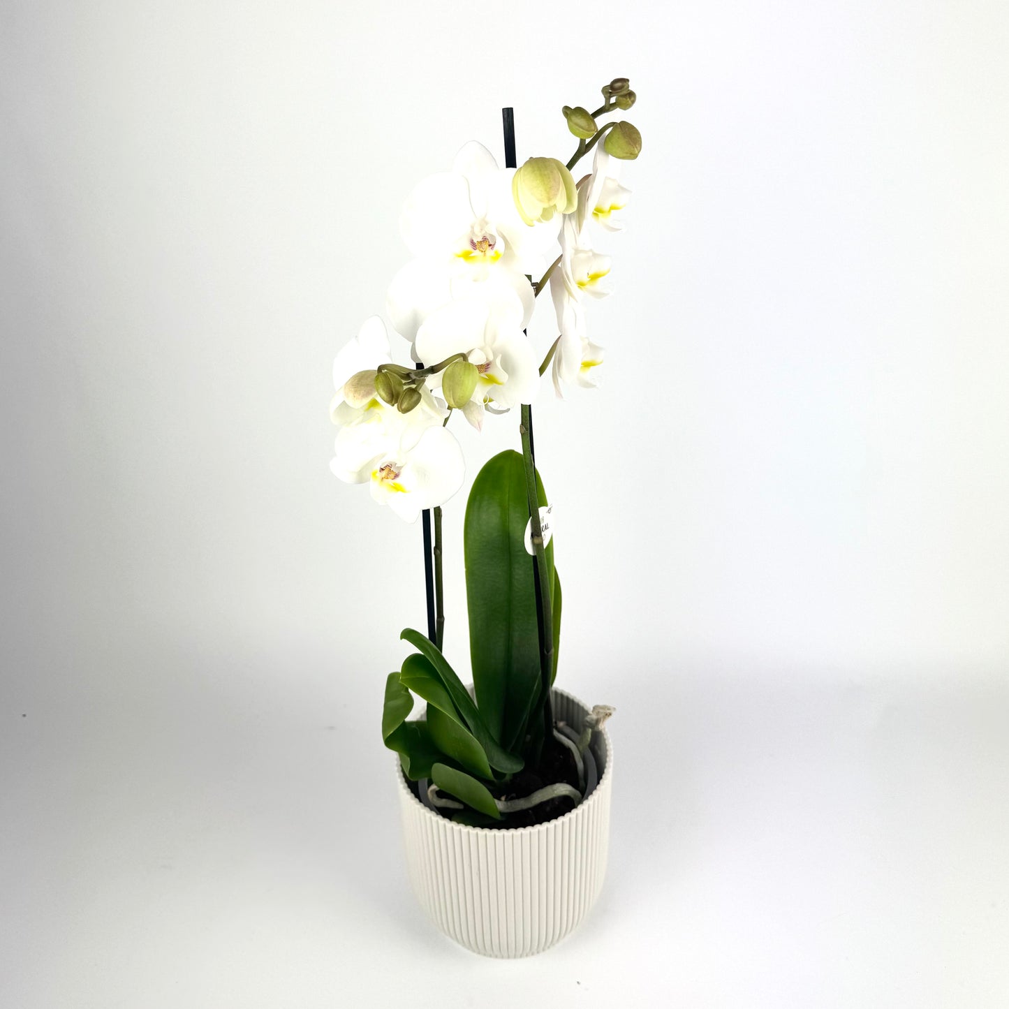 Mother's Day Phalanopsis Orchid 12cm Houseplant
