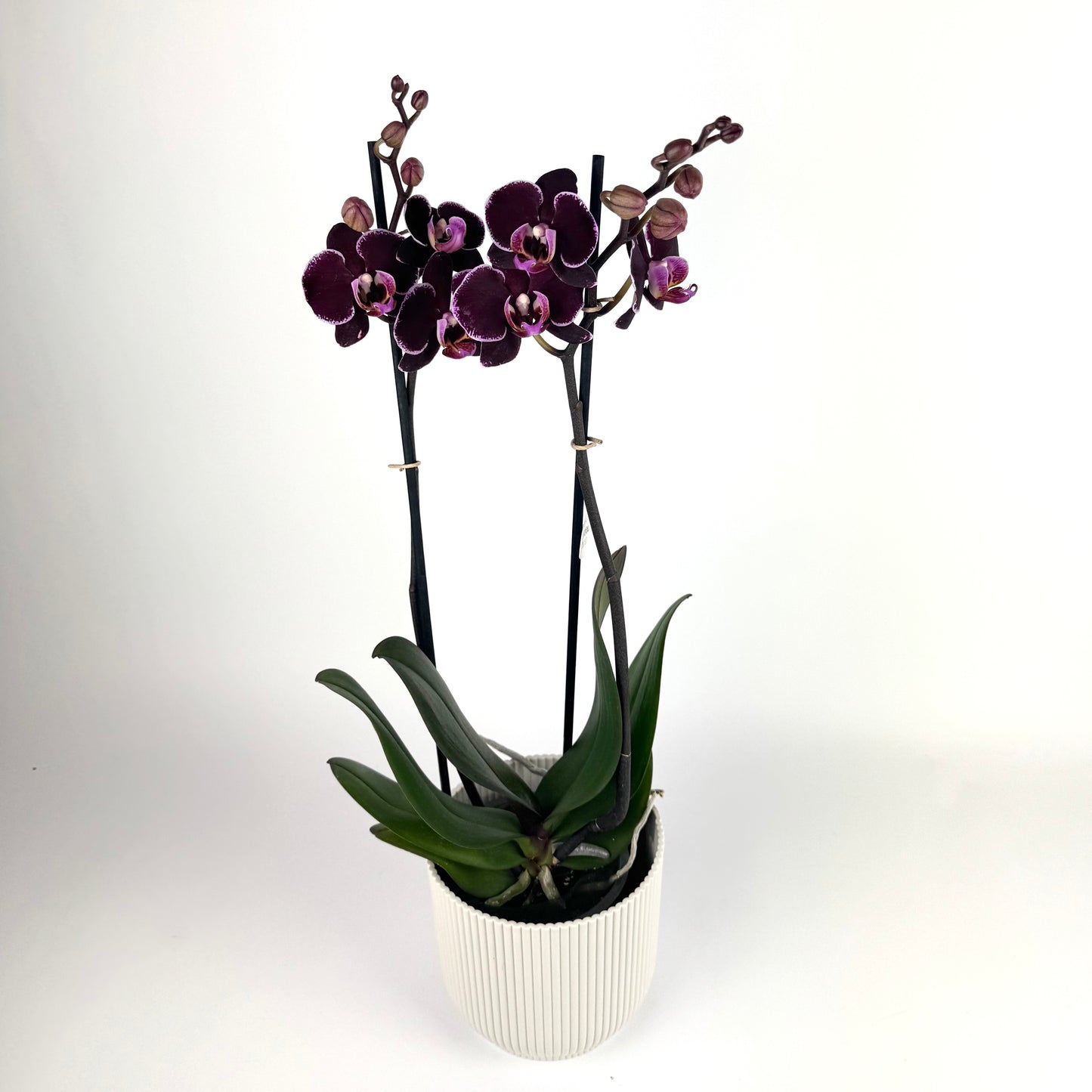 Mother's Day Phalanopsis Orchid 12cm Houseplant