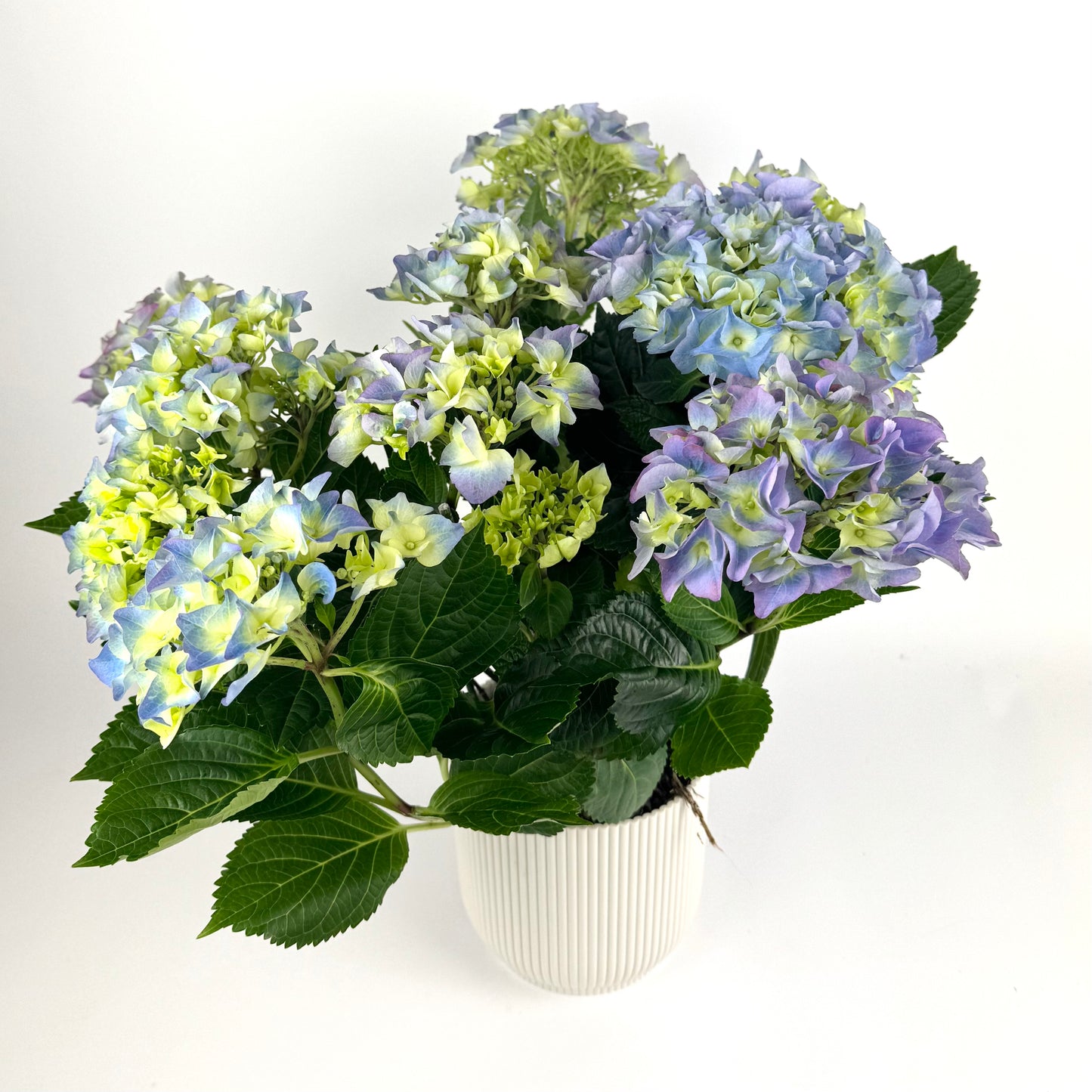 Mother's Day Hydrangea Outdoor Plant
