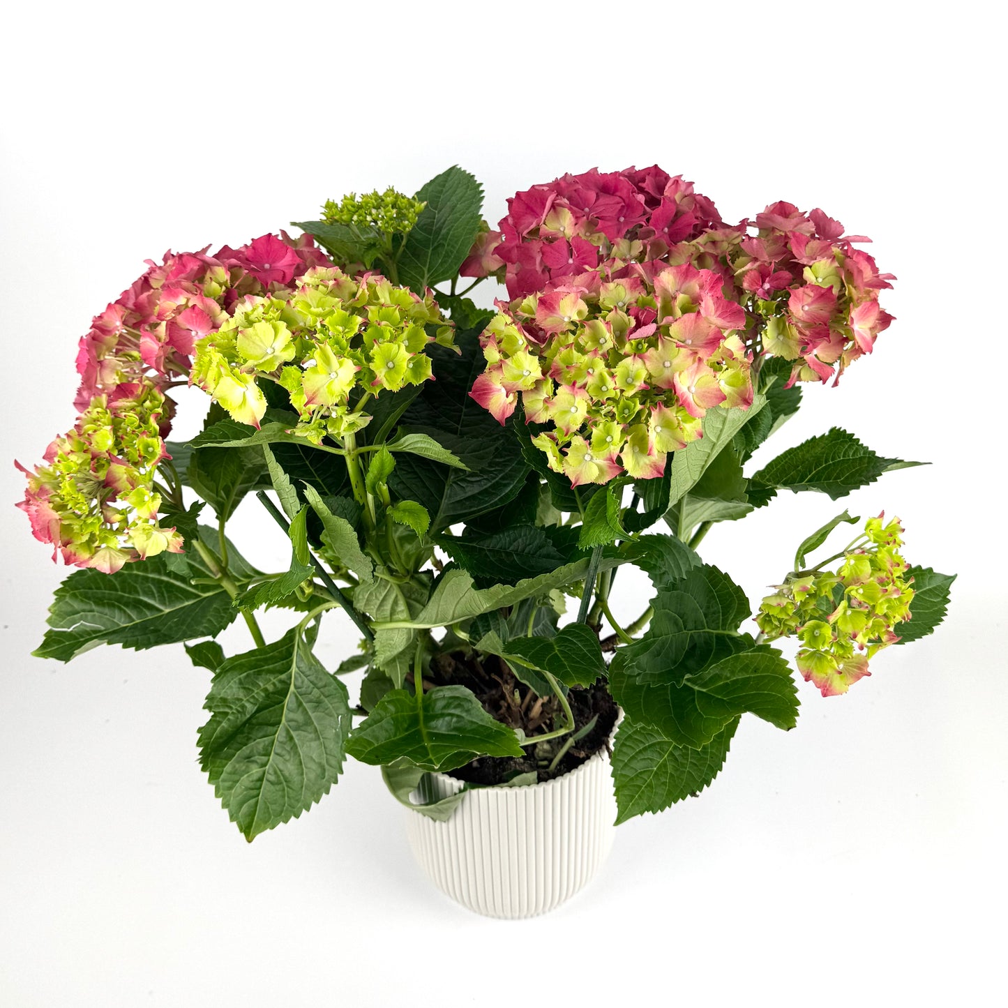 Mother's Day Hydrangea Outdoor Plant
