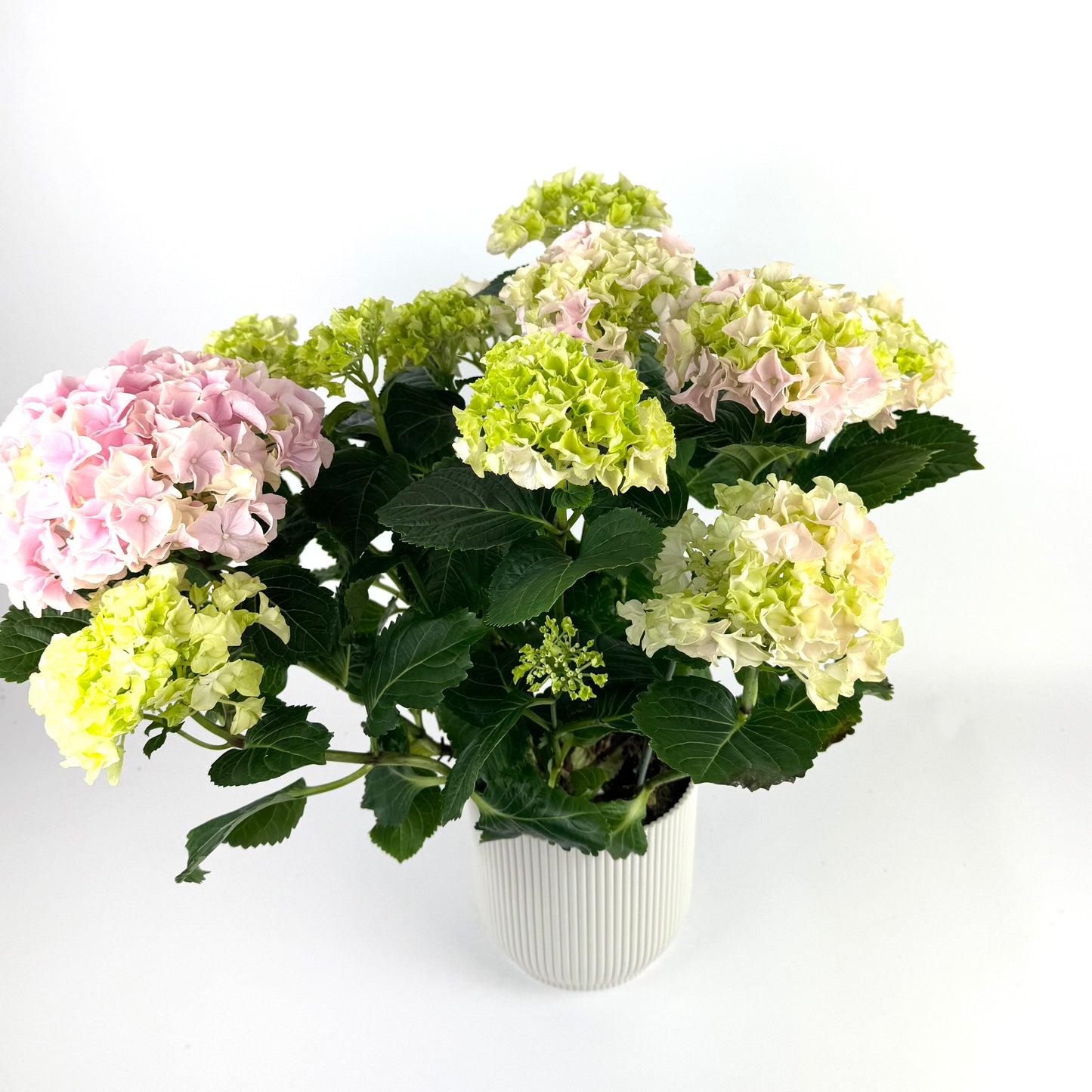 Mother's Day Hydrangea Outdoor Plant