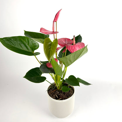 Anthurium Royal Livium Pink/White Houseplant
