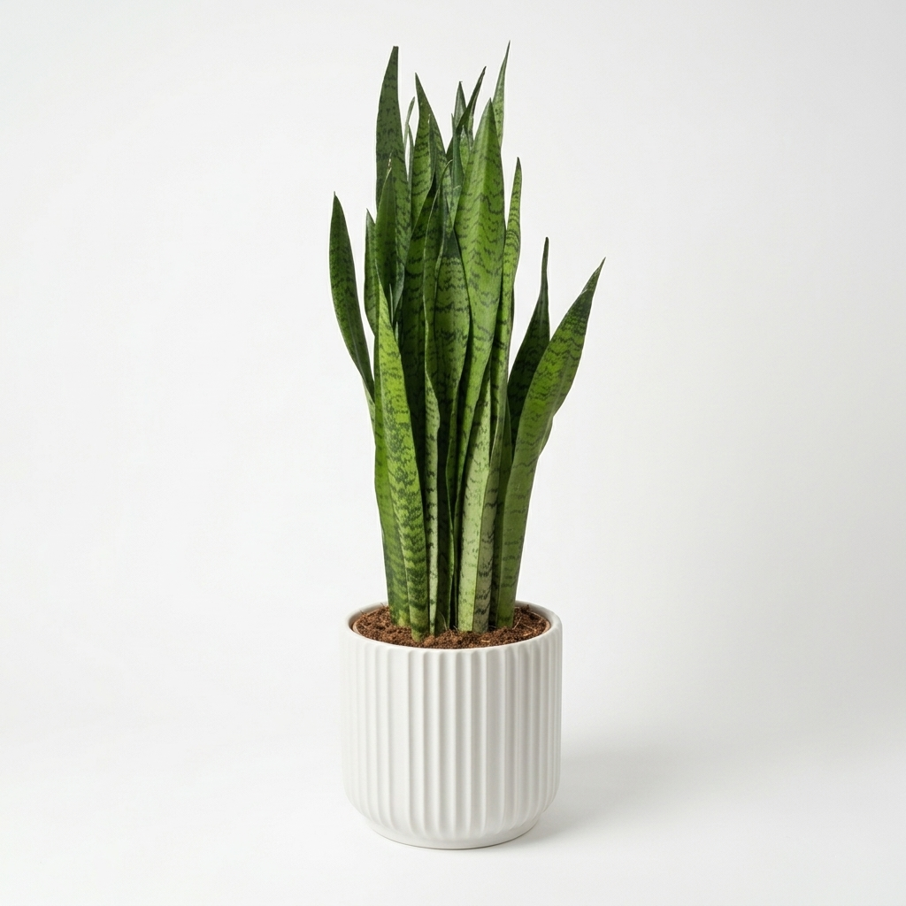 Snake Zeylanica 24cm Houseplant