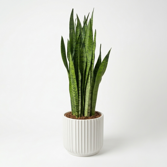 Snake Zeylanica 21cm Houseplant