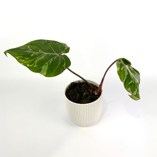 Philodendron Gloriosum Snow Leopard 10.5cm Houseplant