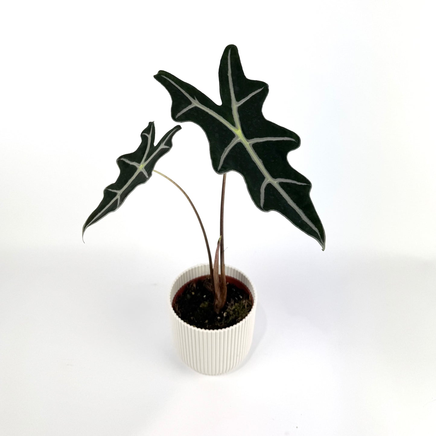 Alocasia Nobulis 10.5cm Houseplant