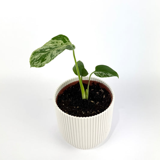 Monstera Bulbasaur 10.5cm Houseplant