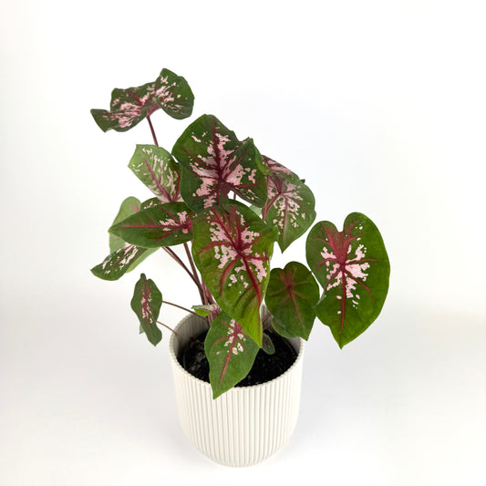 Caladium Carolyn Whorton 13cm Houseplant
