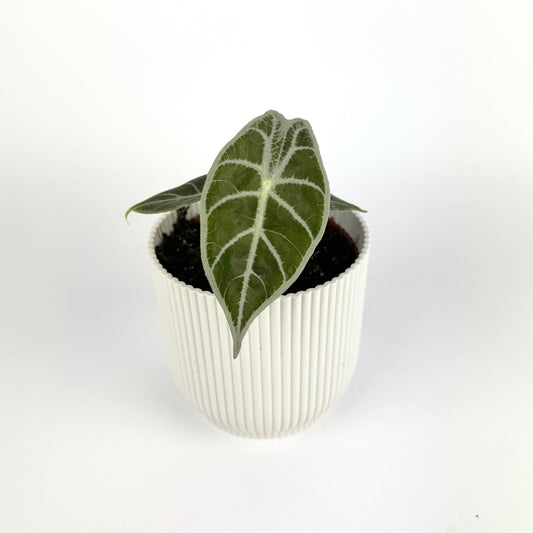 Alocasia Watsonia Lightning 10.5cm Houseplant
