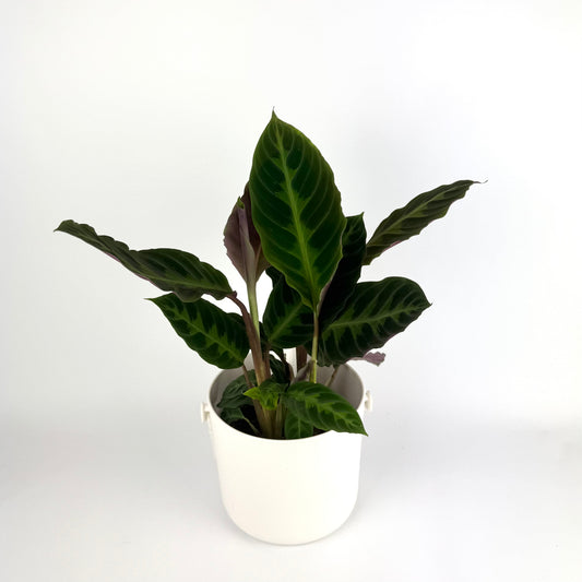 Calathea Warscewiczii 14cm Houseplant