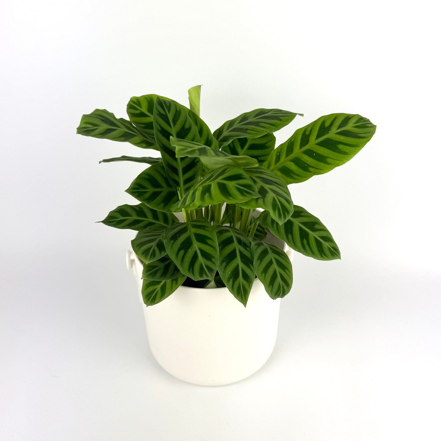 Calathea Zebrina 14cm Houseplant