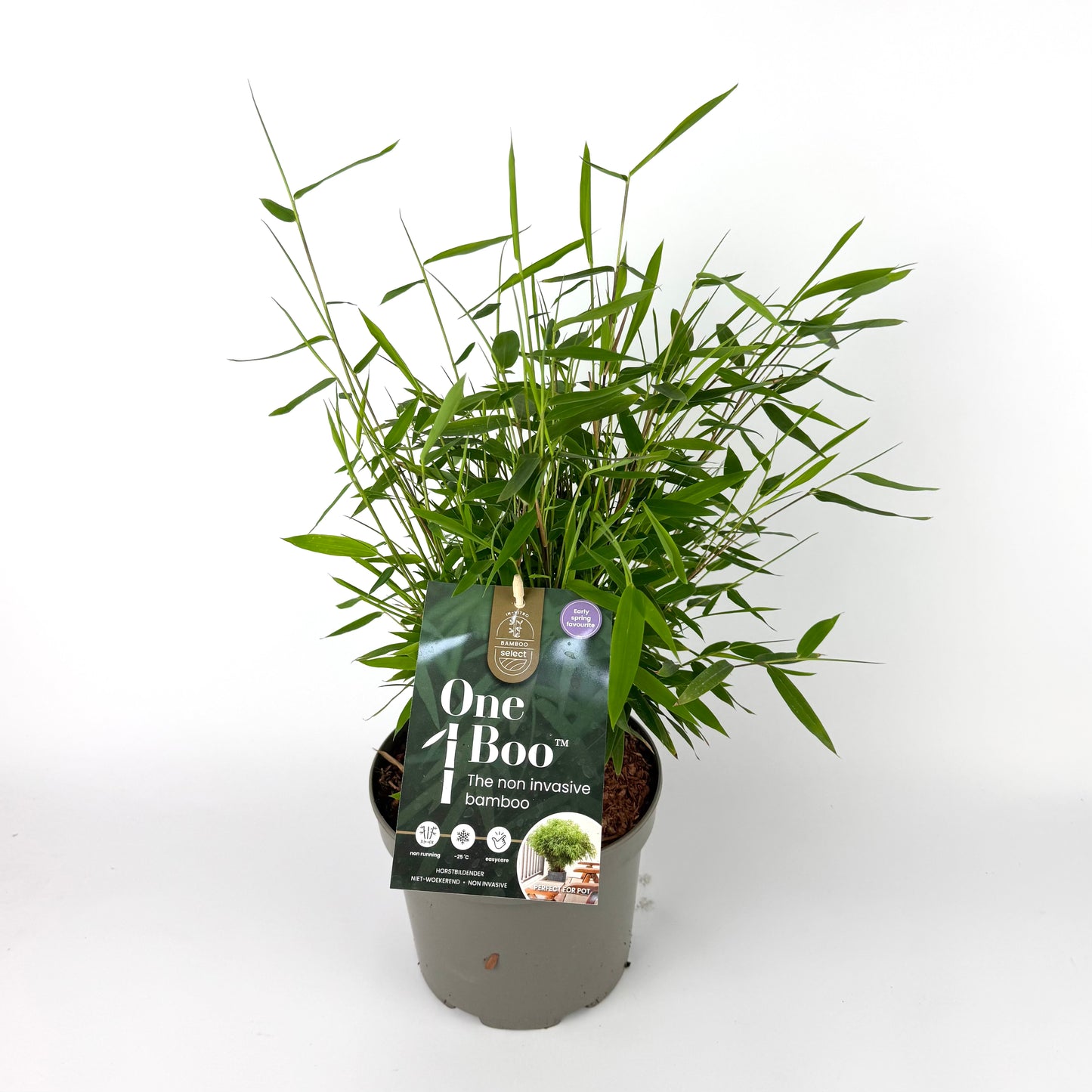 Fargesia ‘One Boo’ 17cm Outdoor Plant