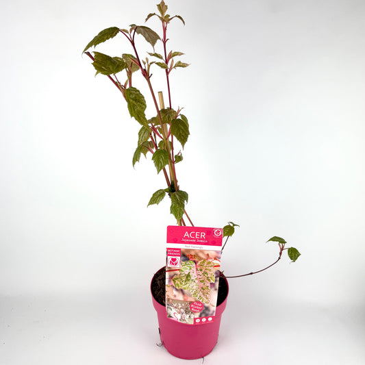 Acer Conspicuum Red Flamingo Outdoor Plant