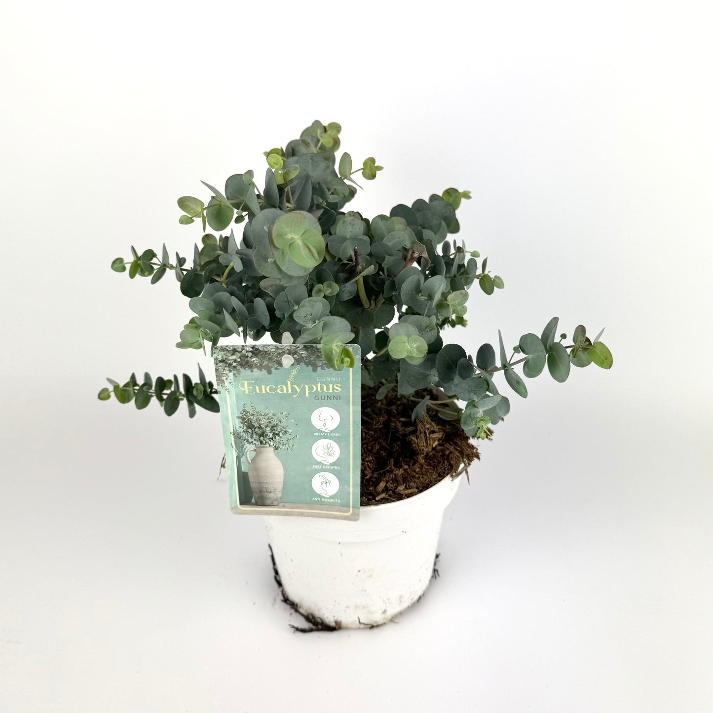 Eucalyptus Gunnii Outdoor Plant