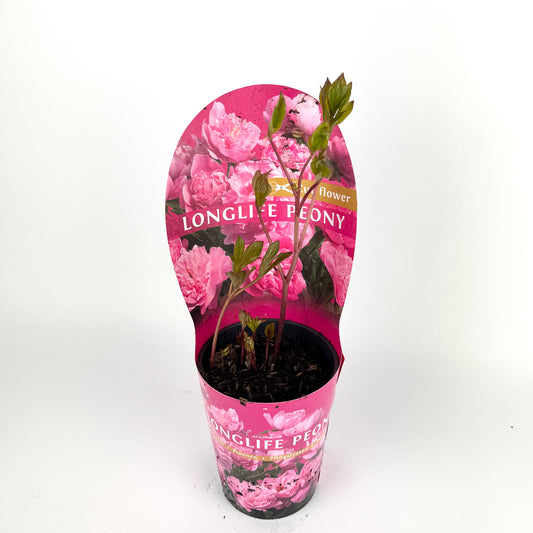 Paeonia Lactiflora ‘Longlife Mixed mixed Outdoor plant