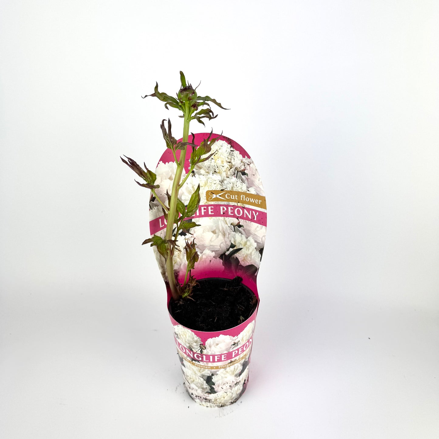 Paeonia Lactiflora ‘Longlife Mixed mixed Outdoor plant