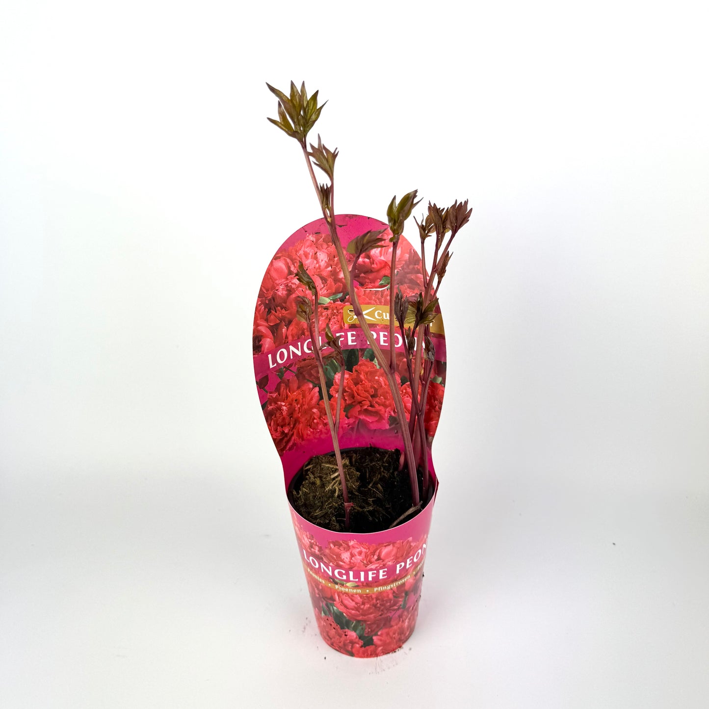 Paeonia Lactiflora ‘Longlife Mixed mixed Outdoor plant