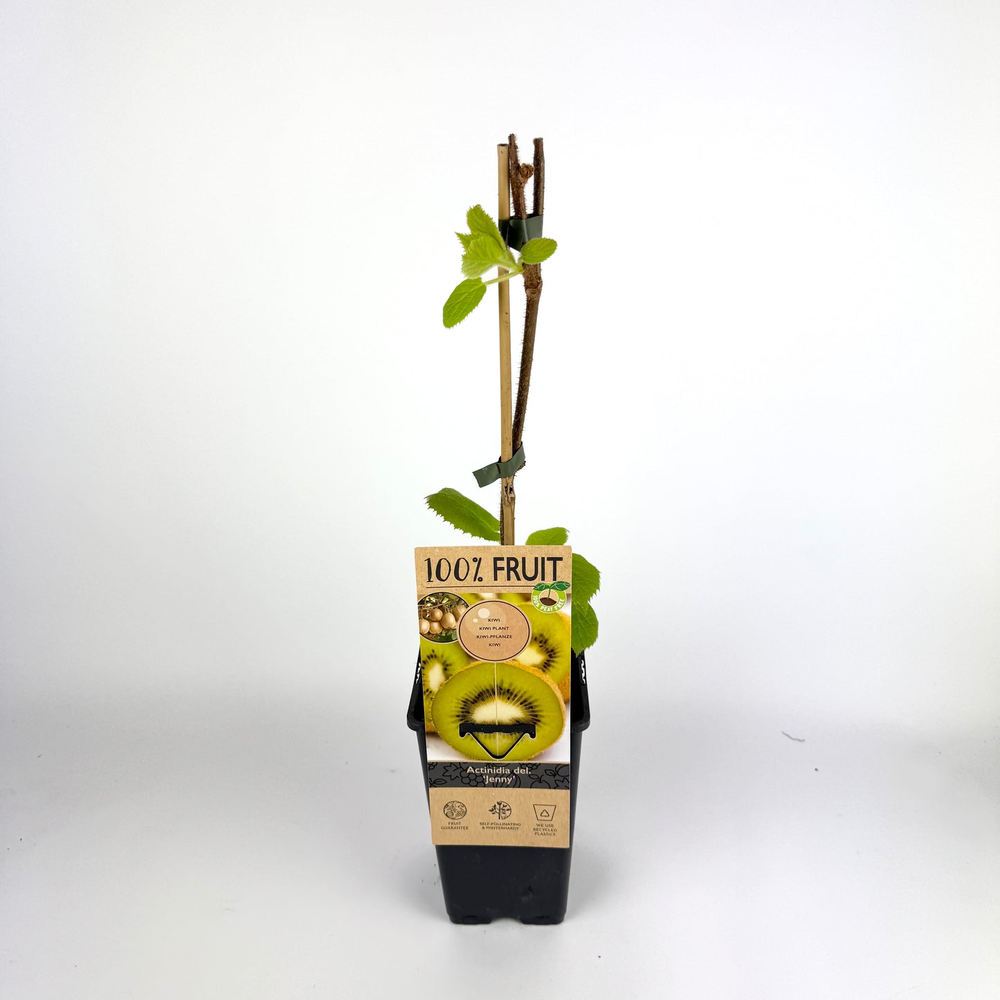 Fruit Plant Mixed 15cm Outdoor Plant