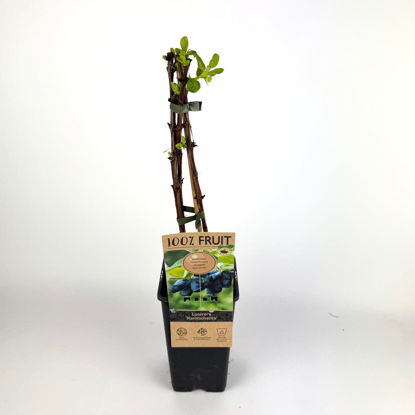 Fruit Plant Mixed 15cm Outdoor Plant