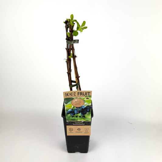 Fruit Plant Mixed 15cm Outdoor Plant