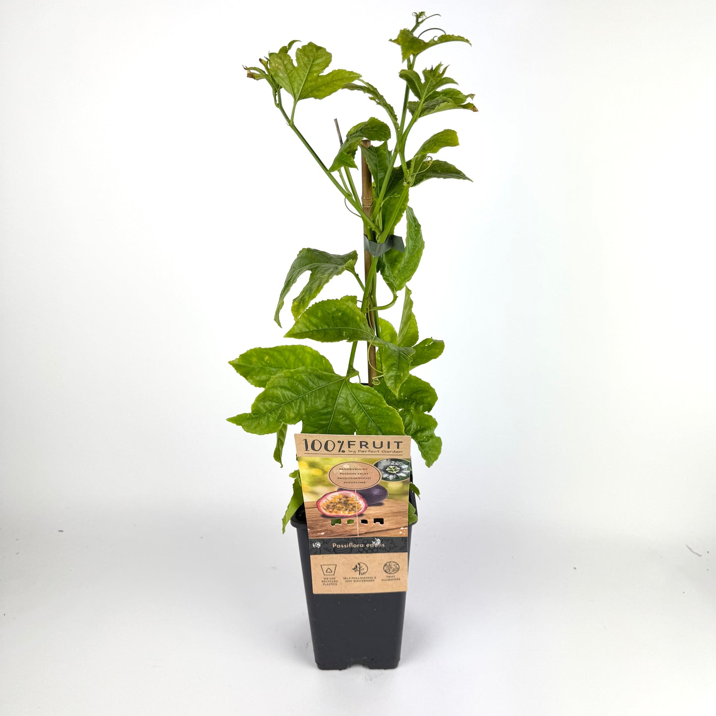 Fruit Plant Mixed 15cm Outdoor Plant