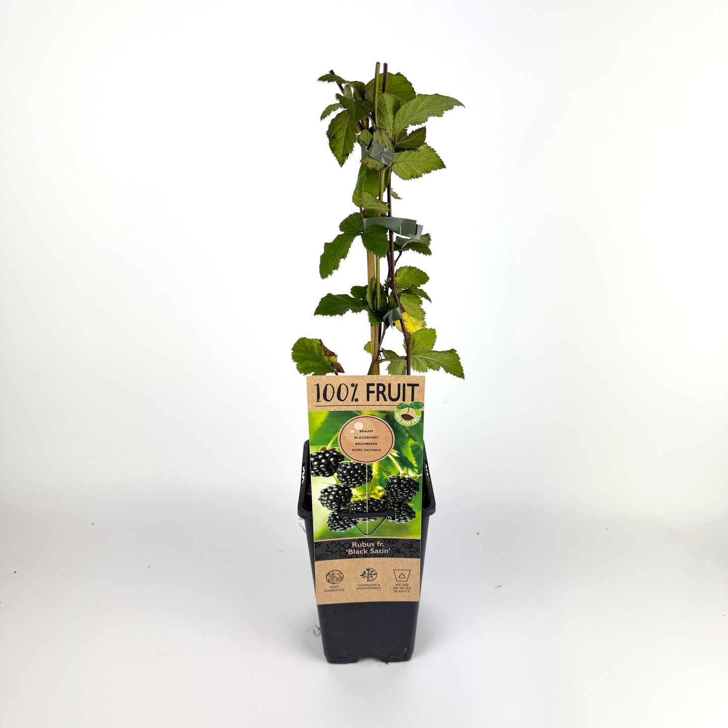 Rubus Fruticosus 15cm Outdoor Plant