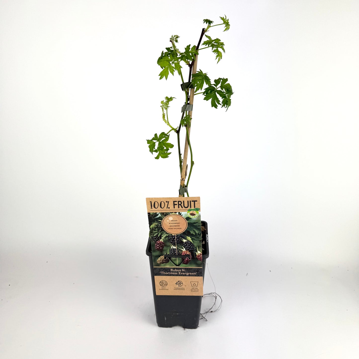 Rubus Fruticosus 15cm Outdoor Plant