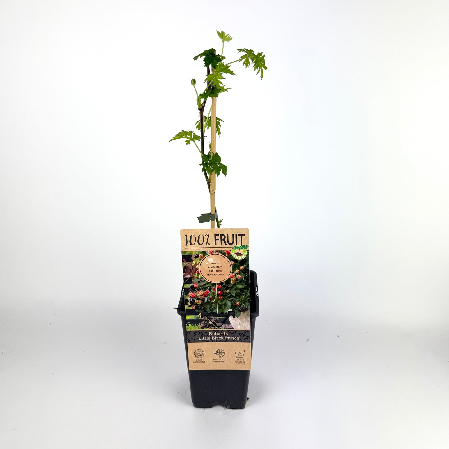 Rubus Fruticosus 15cm Outdoor Plant