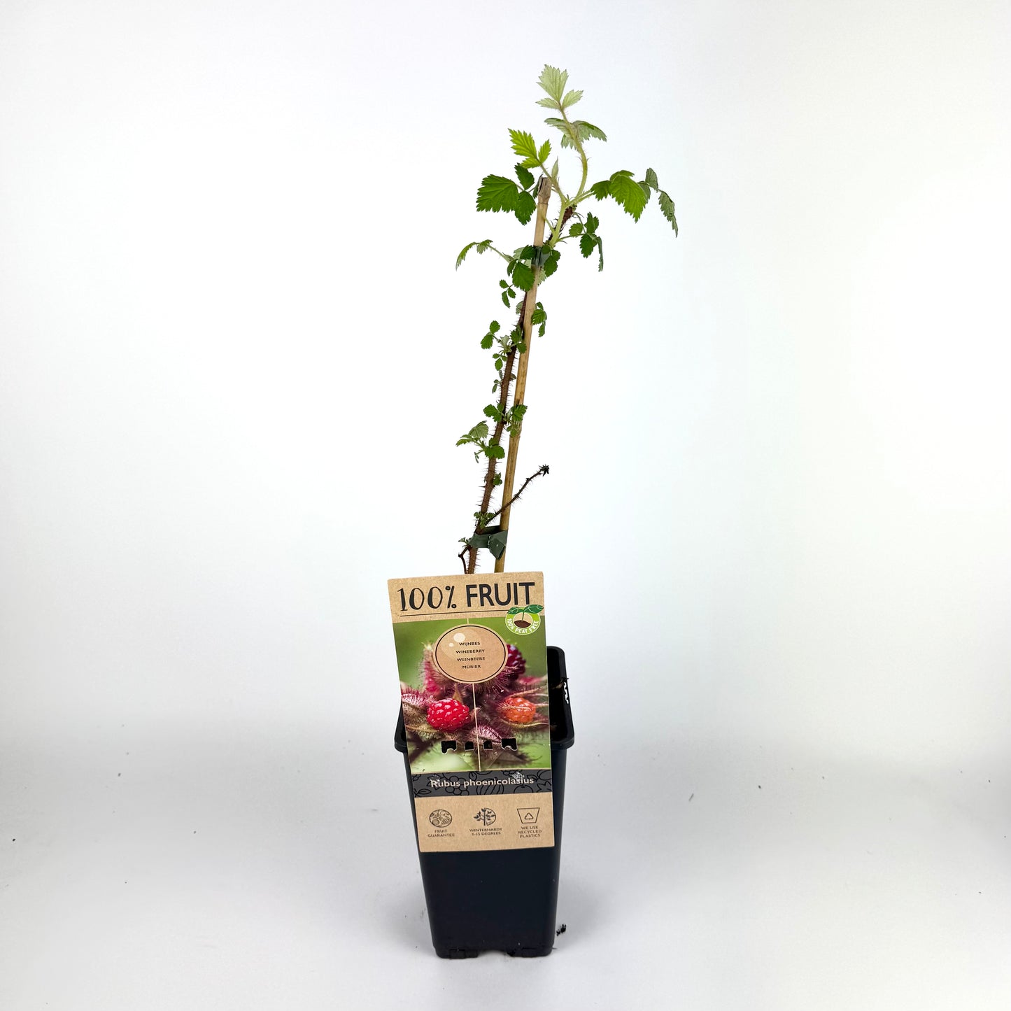 Rubus Fruticosus 15cm Outdoor Plant