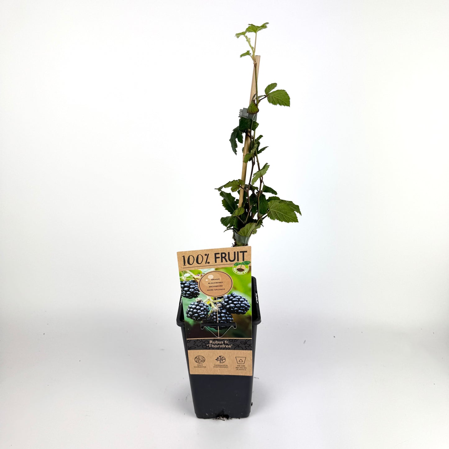 Rubus Fruticosus 15cm Outdoor Plant