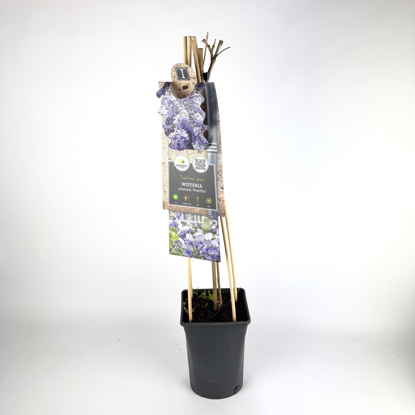 Wistreria Prolific 17cm Blue Outdoor Plant
