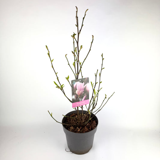 Magnolia 'George Henry Kern' pink 19cm Outdoor plant