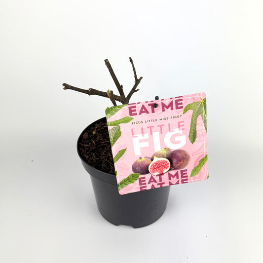 Ficus carica 'Little Miss Figgy' Outdoor Plant