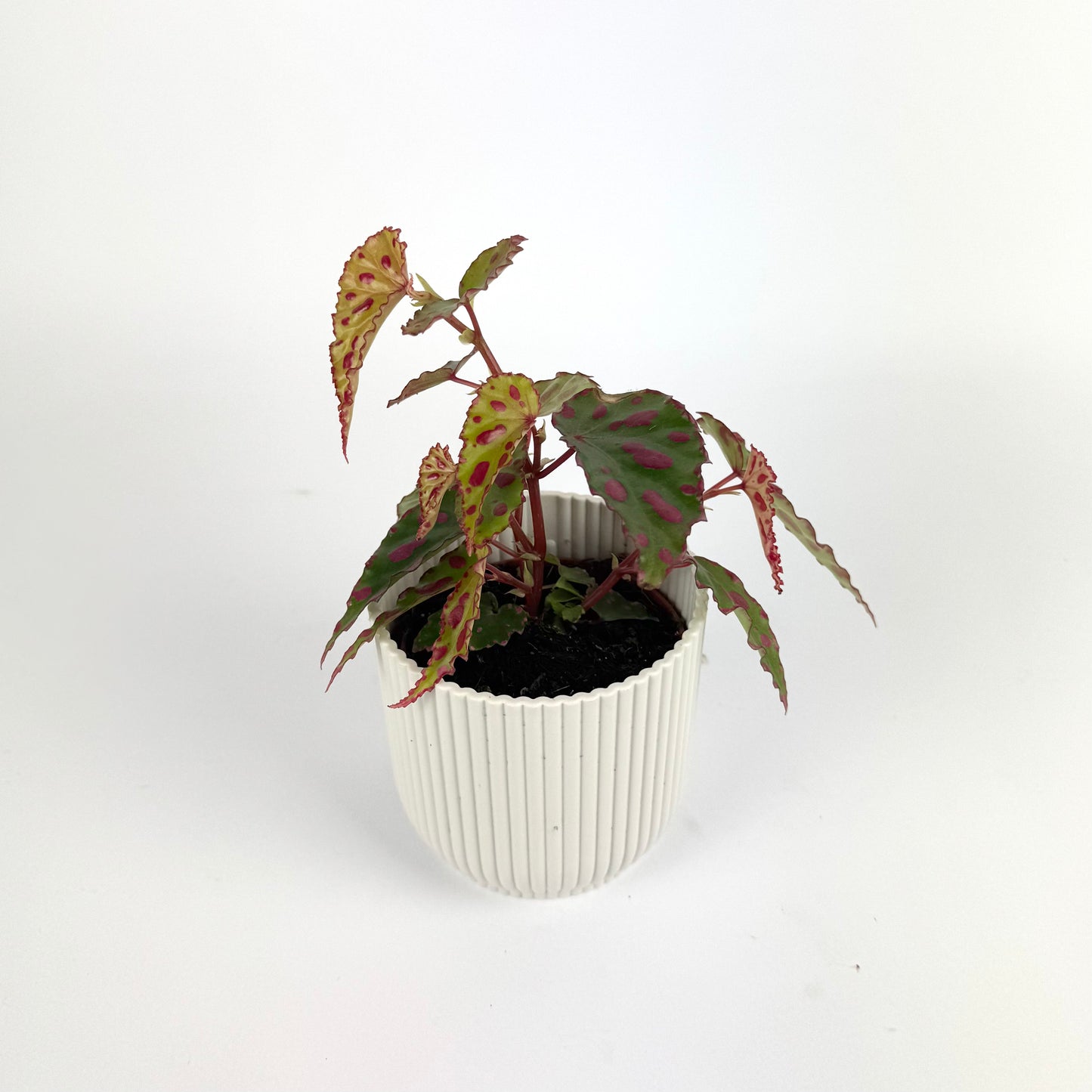 Begonia Pink Dottie 8cm Houseplant