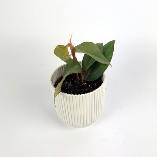 Philodendron Burle Marx Fantasy 8cm Houseplant