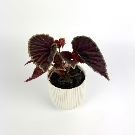 Begonia Darthvaderiana Green Spot 8cm Houseplant