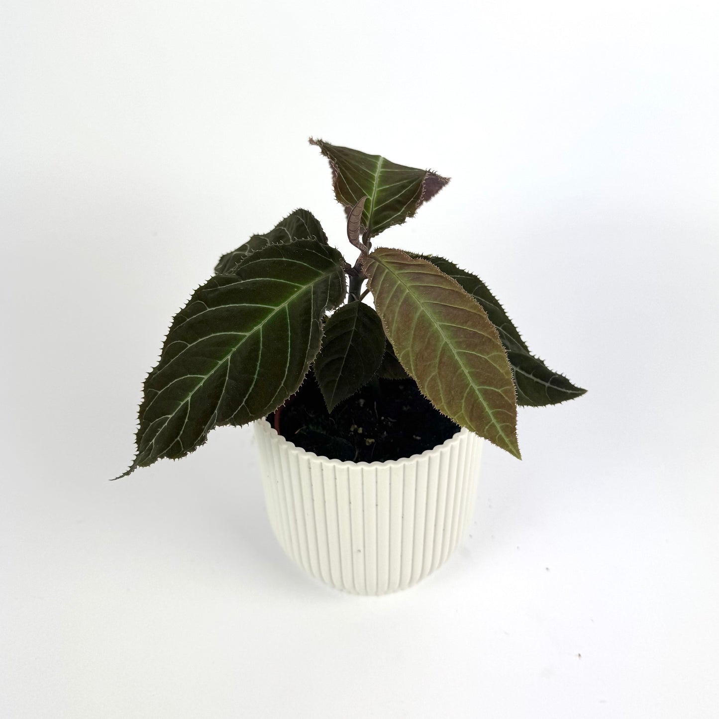 Labisia Gigantifolia 10.5cm Houseplant