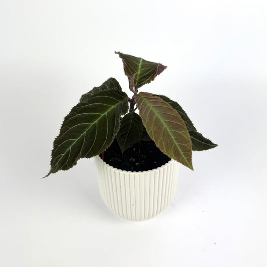 Labisia Gigantifolia 10.5cm Houseplant