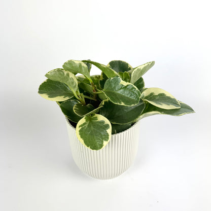 Peperomia Obtusifolia Variegated 12cm Houseplant