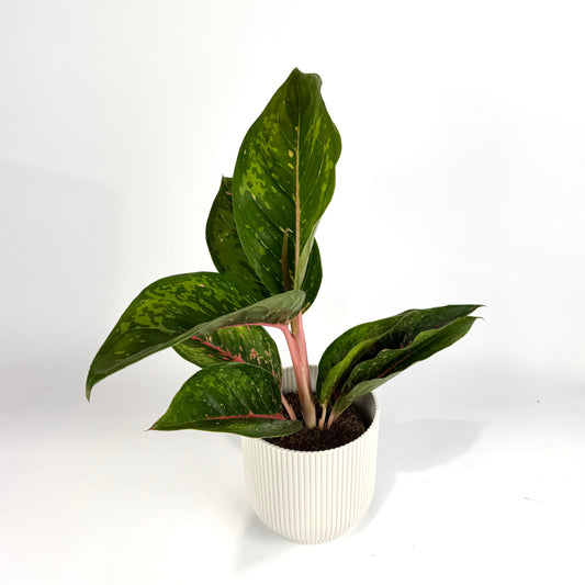 Aglaonema Camo Coraline 12cm Houseplant