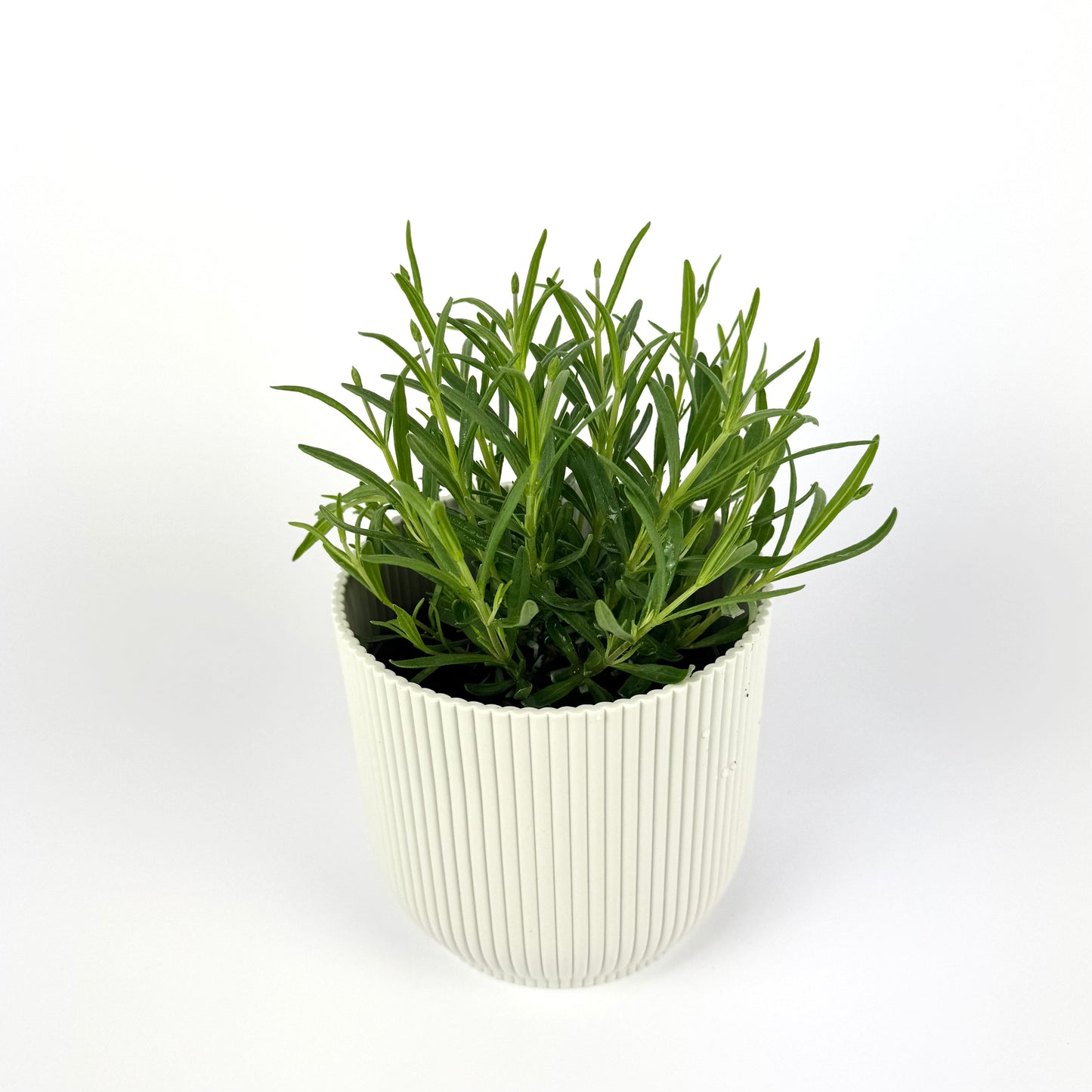 Lavender Hidcote 12cm Outdoor Plant