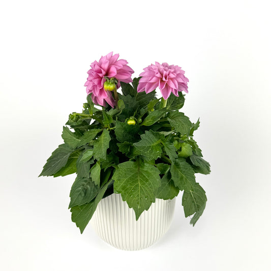 Dahlia Dahlietta Emily Pink 12cm Outdoor Plant