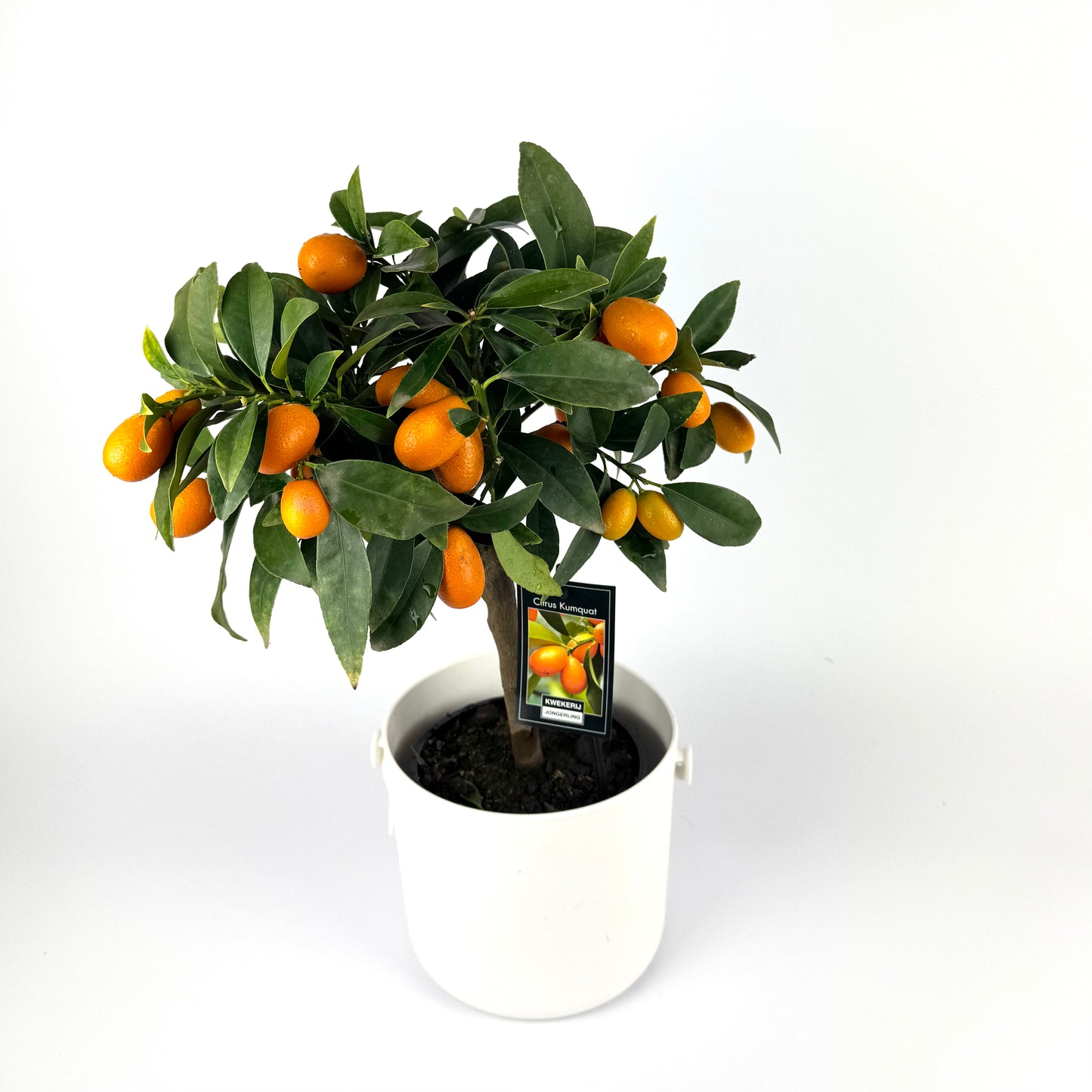 Citrus Mixed 3 Species 15cm Outdoor plant