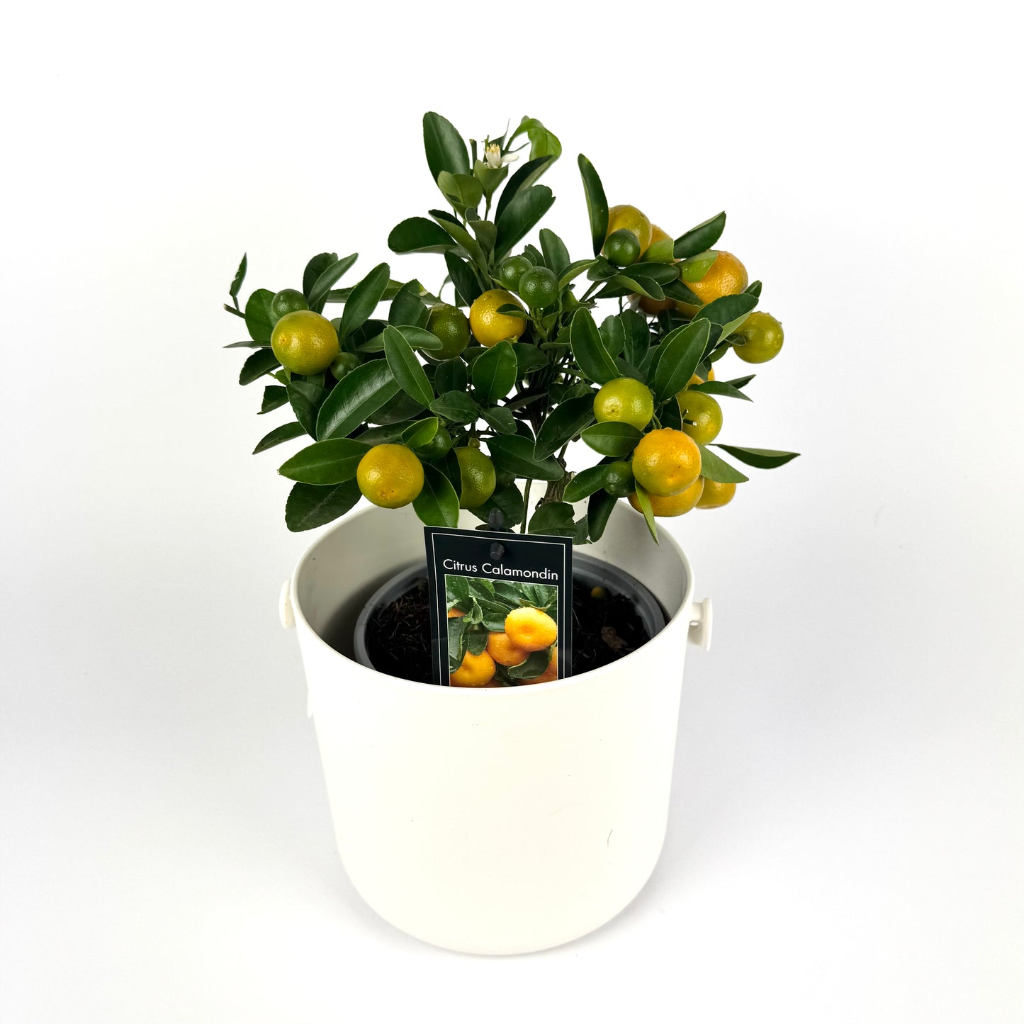 Citrus Mixed 3 Species 15cm Outdoor plant