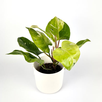 Philodendron Fresh Aurea 14cm Houseplant