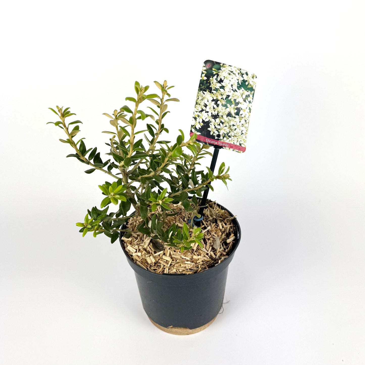 Olearia Haastii 17cm Outdoor Plant