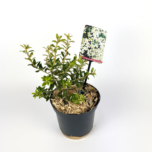 Olearia Haastii 17cm Outdoor Plant