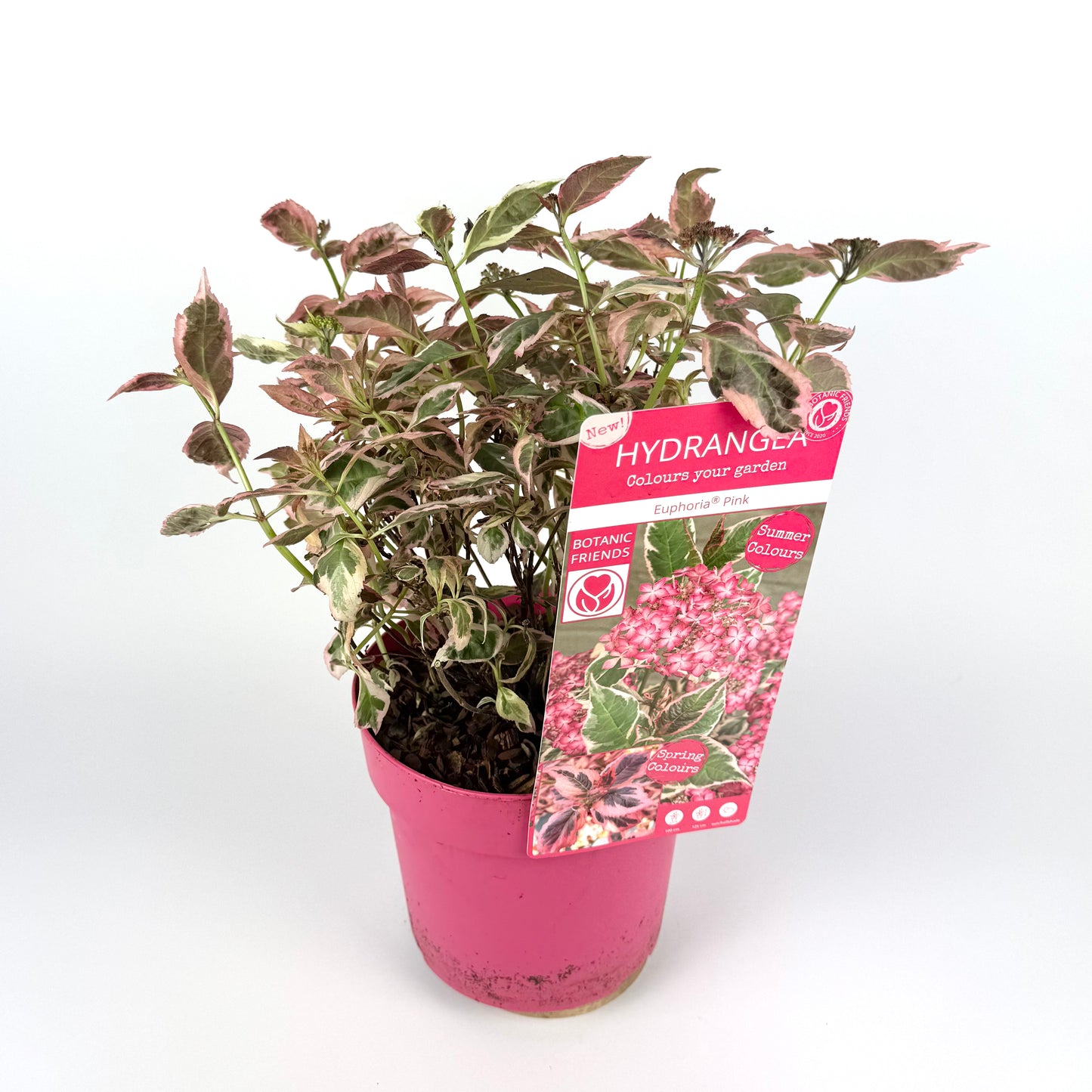 Hydrangea Euphorbia Pink 19cm Outdoor plant